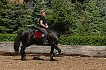 Frau reitet Friese / woman rides friesian horse