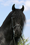 Friese / frisian horse