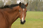 Deutsches Reitpony / pony