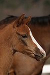 Deutsches Reitpony / pony