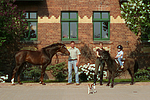 Deutsches Reitpony und Shetland Pony / ponys