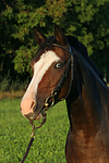 Deutsches Reitpony Portrait / pony portrait