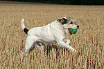 spielender Parson Russell Terrier / playing PRT