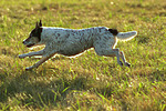 Parson Russell Terrier