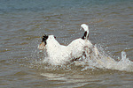 Parson Russell Terrier