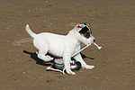 Parson Russell Terrier Welpe / parson russell terrier puppy