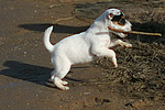 Parson Russell Terrier Welpe / parson russell terrier puppy