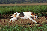 Parson Russell Terrier