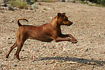 Rehpinscher / miniature pinscher