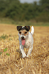 Parson Russell Terrier