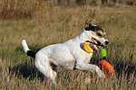 Parson Russell Terrier