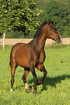 galoppierendes Warmblut / galloping warmblood