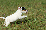 rennender Parson Russell Terrier Welpe / running PRT puppy