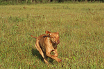 rennender Rhodesian Ridgeback / running Rhodesian Ridgeback