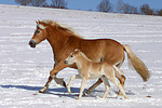 galoppierende Haflinger / galloping haflinger horses