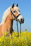 Haflinger Portrait / haflinger horse portrait