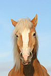 frecher Haflinger / haflinger horse