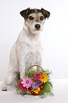 Parson Russell Terrier