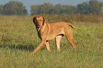 laufender Rhodesian Ridgeback / walking Rhodesian Ridgeback