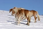 Haflinger / haflinger horses