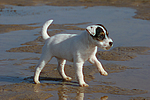 Parson Russell Terrier Welpe / parson russell terrier puppy