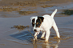 Parson Russell Terrier Welpe / parson russell terrier puppy