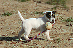 Parson Russell Terrier Welpe / parson russell terrier puppy