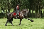 Frau reitet Friese / woman rides friesian horse