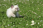 Britisch Kurzhaar Kätzchen / british shorthair kitten