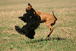 Havaneser und Rhodesian Ridgeback / Havaneser and Rhodesian Ridgeback