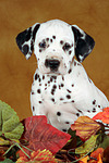 Dalmatiner Welpe / dalmatian puppy