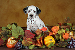 Dalmatiner Welpe / dalmatian puppy