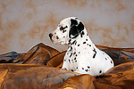 Dalmatiner Welpe / dalmatian puppy