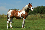 Pinto Hengst / pinto stallion