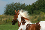 Pinto Hengst / pinto stallion