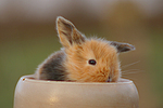 Zwergkaninchen / dwarf rabbit