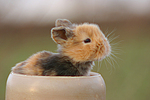 Zwergkaninchen / dwarf rabbit