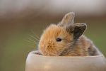 Zwergkaninchen / dwarf rabbit