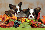 Papillon Welpen / papillon puppies