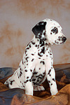 Dalmatiner Welpe / dalmatian puppy