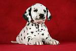 Dalmatiner Welpe / dalmatian puppy