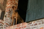 Rhodesian Ridgeback