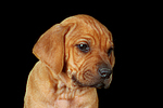 Rhodesian Ridgeback Welpe / rhodesian ridgeback puppy