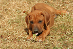 Rhodesian Ridgeback Welpe / rhodesian ridgeback puppy