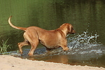 Rhodesian Ridgeback