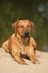 Rhodesian Ridgeback