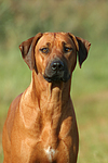 Rhodesian Ridgeback