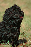 Havaneser / Havanese