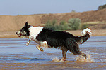 rennender Border Collie am Strand / running Border Collie at beach