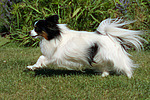 rennender Papillon / running Papillon